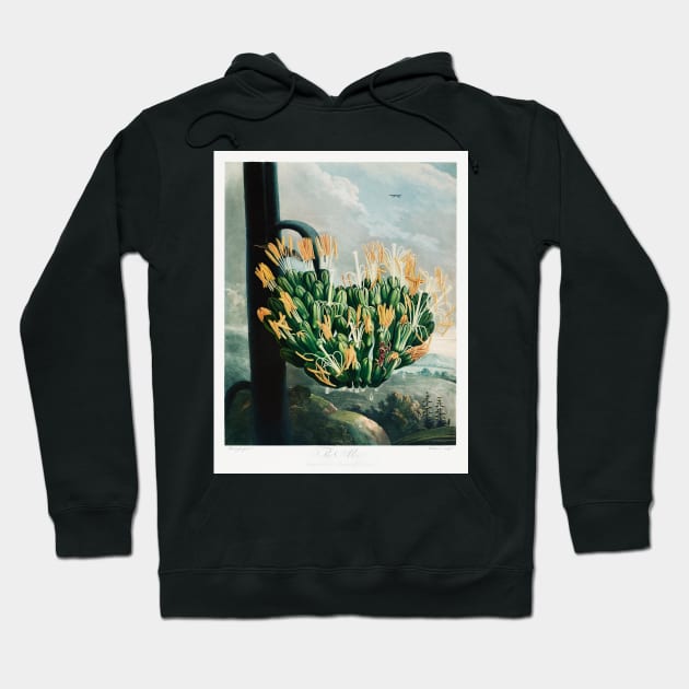 The Aloe from the Temple of Flora Hoodie by Cleopsys